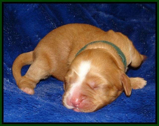 Ellie Flicker pups 1 wk old 161
