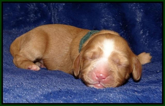 Ellie Flicker pups 1 wk old 171