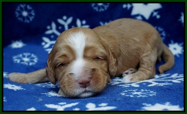 Ellie Flicker pups 2 wks old 101
