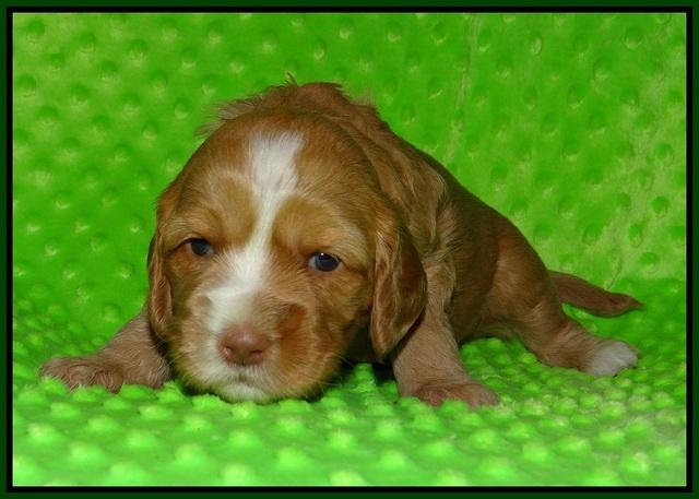 Ellie Flicker pups 3 wks old 141