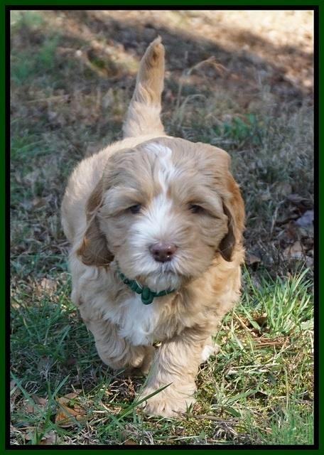 Ellie Flicker pups 6 wks old 241