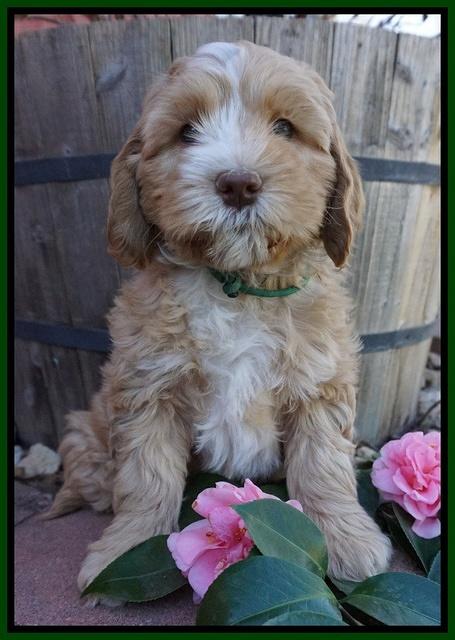 Ellie Flicker pups 7 wks old 161
