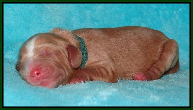 Ellie Flicker pups newborn 121