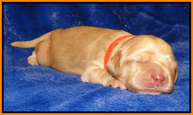 Ellie Flicker pups 1 wk old 181