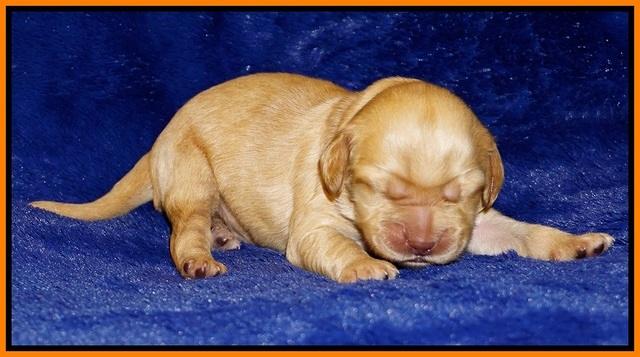 Ellie Flicker pups 1 wk old 191