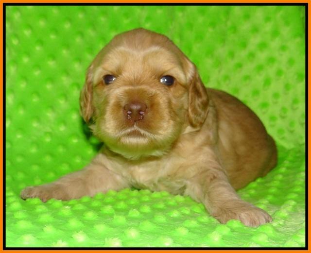 Ellie Flicker pups 3 wks old 171