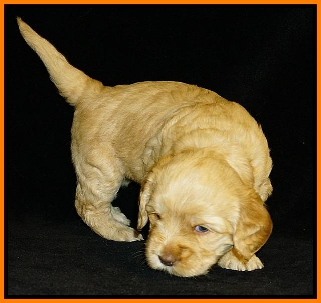 Ellie Flicker pups 4 wks old 131