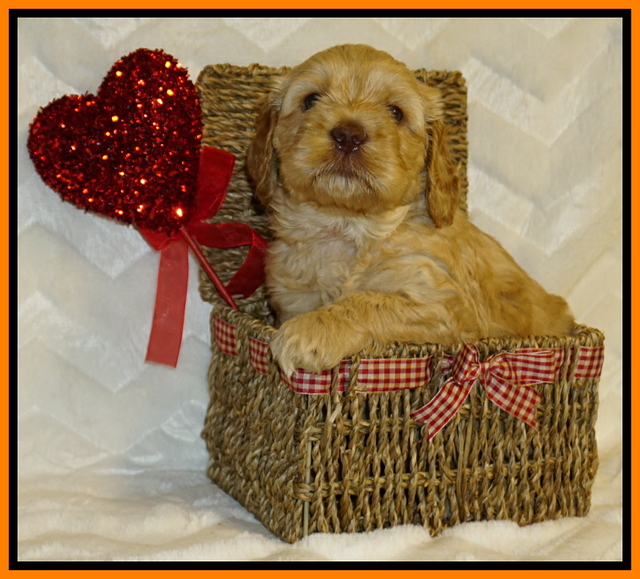 Ellie Flicker pups 5 wks old 291