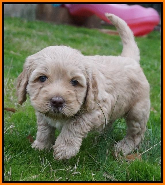 Ellie Flicker pups 5 wks old 301