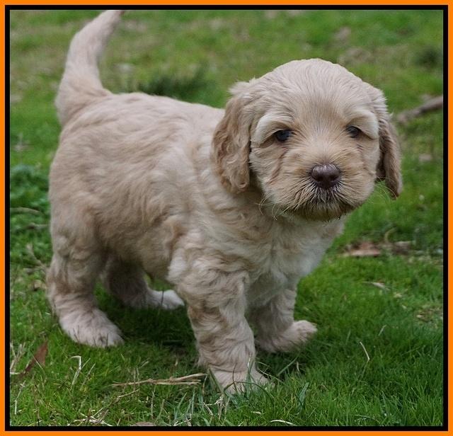 Ellie Flicker pups 5 wks old 311