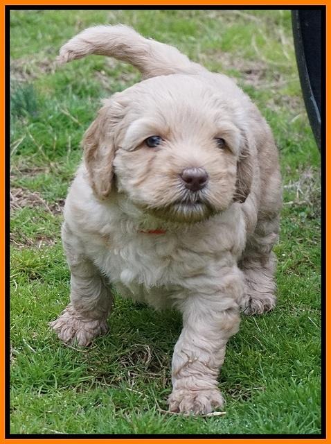 Ellie Flicker pups 5 wks old 321