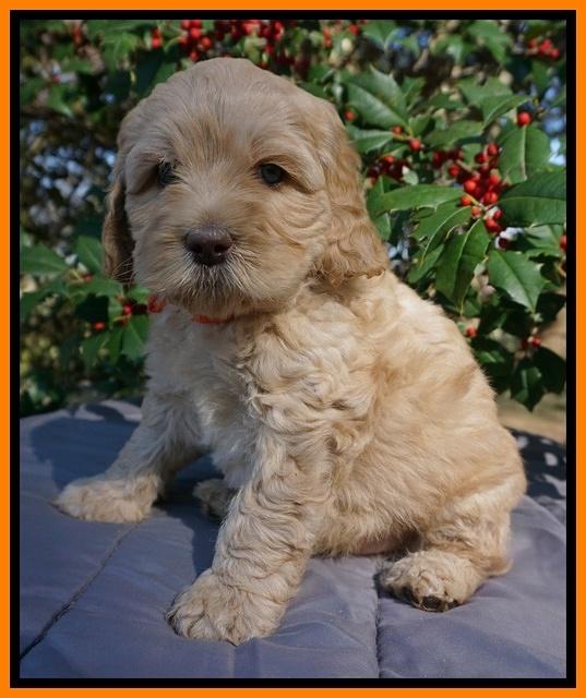 Ellie Flicker pups 6 wks old 261