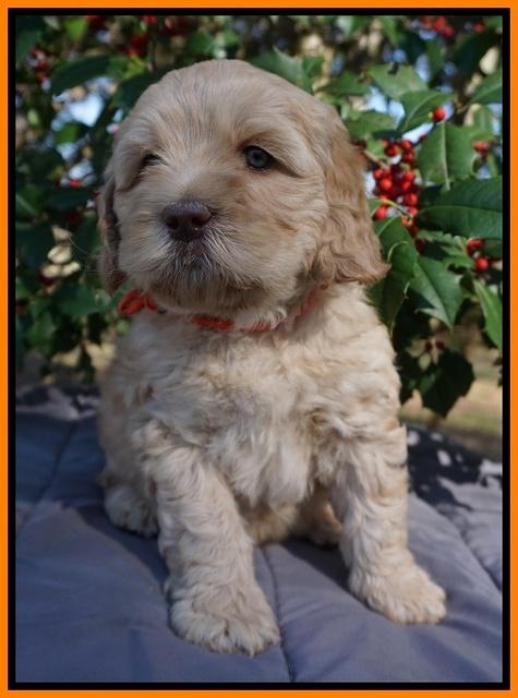 Ellie Flicker pups 6 wks old 271