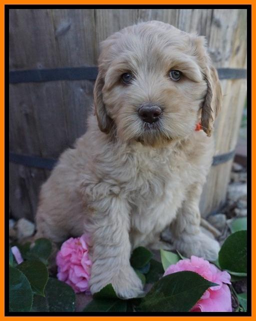Ellie Flicker pups 7 wks old 201