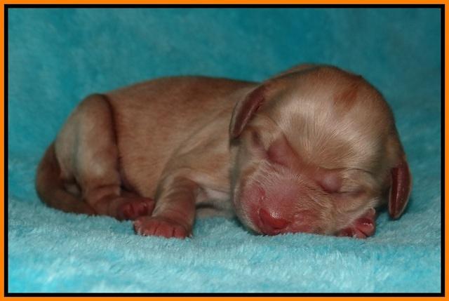 Ellie Flicker pups newborn 131
