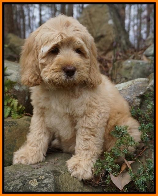 Ellie and Flicker pups 8 wks old 14 92