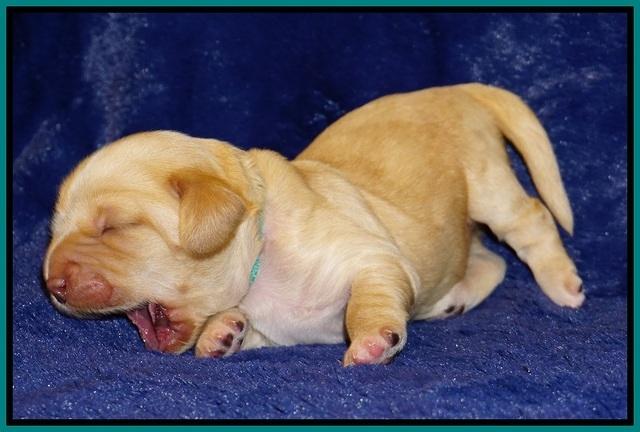 Ellie Flicker pups 1 wk old 221