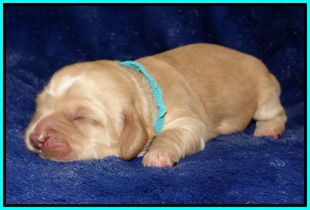 Ellie Flicker pups 1 wk old 241