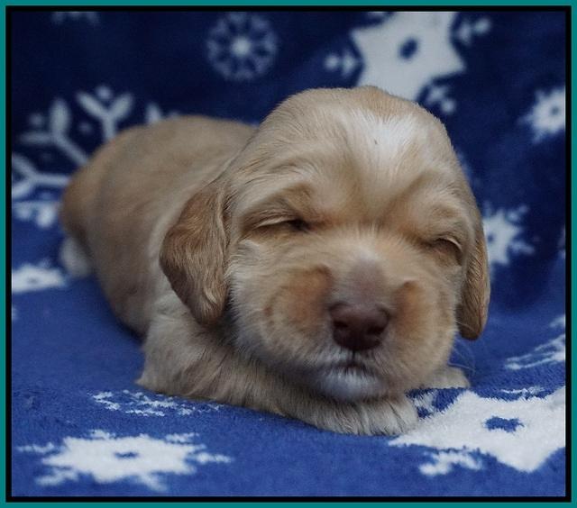 Ellie Flicker pups 2 wks old 141