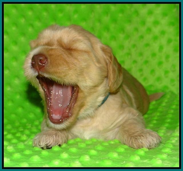 Ellie Flicker pups 3 wks old 181