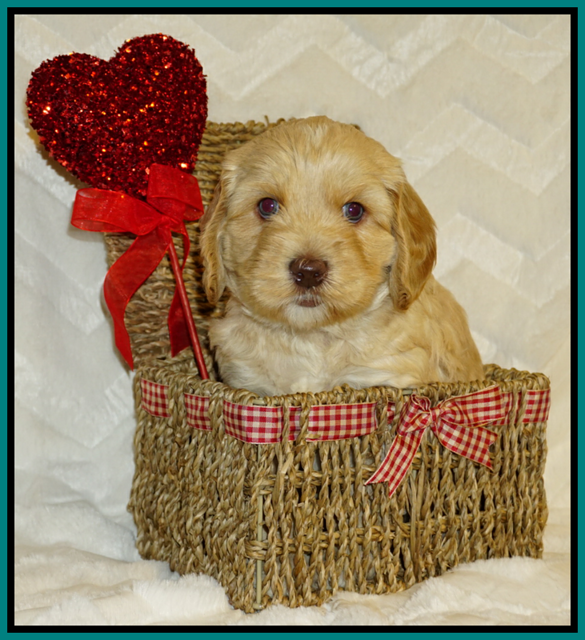 Ellie Flicker pups 5 wks old 331