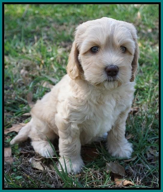 Ellie Flicker pups 6 wks old 351