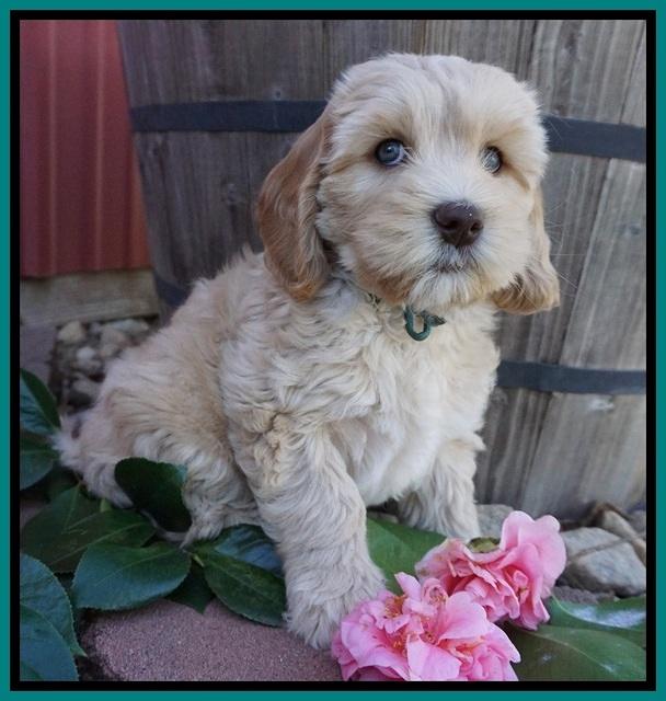Ellie Flicker pups 7 wks old 231