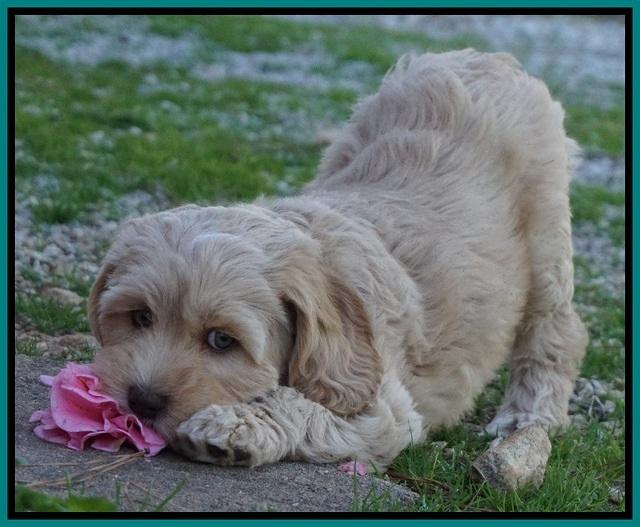 Ellie Flicker pups 7 wks old 241