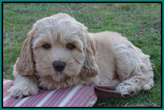 Ellie Flicker pups 7 wks old 251