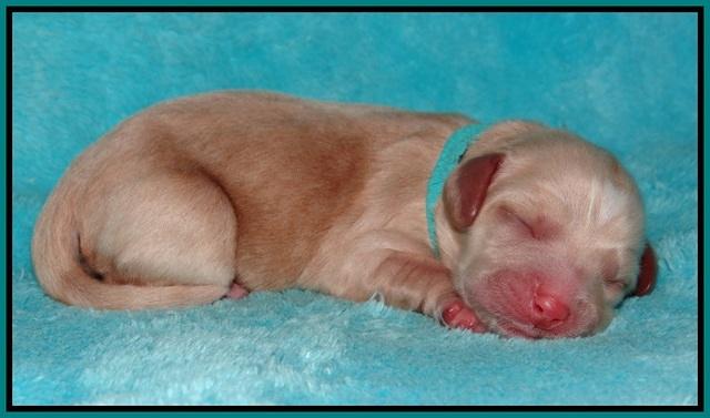 Ellie Flicker pups newborn 151