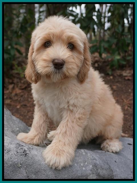 Ellie and Flicker pups 8 wks old 6 92