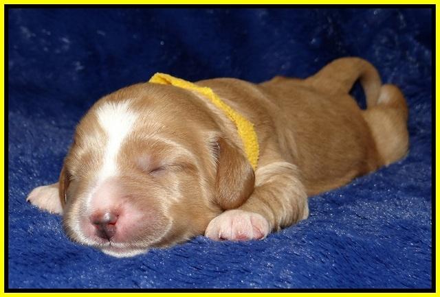 Ellie Flicker pups 1 wk old 251