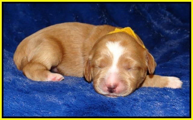Ellie Flicker pups 1 wk old 271