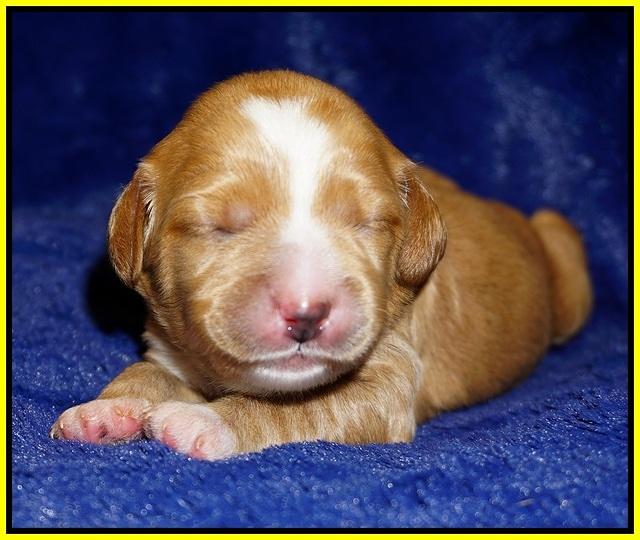 Ellie Flicker pups 1 wk old 281