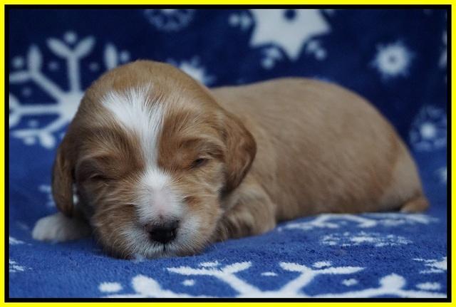 Ellie Flicker pups 2 wks old 161