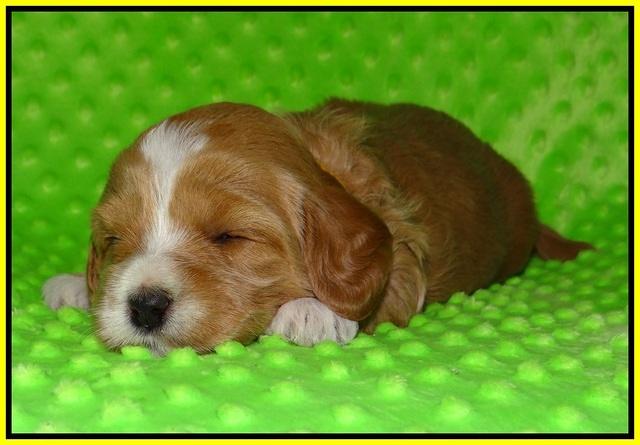 Ellie Flicker pups 3 wks old 201