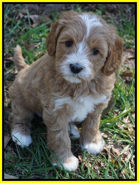 Ellie Flicker pups 6 wks old 391