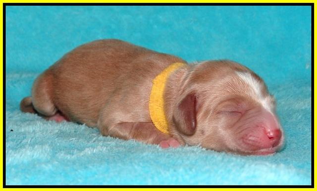 Ellie Flicker pups newborn 171
