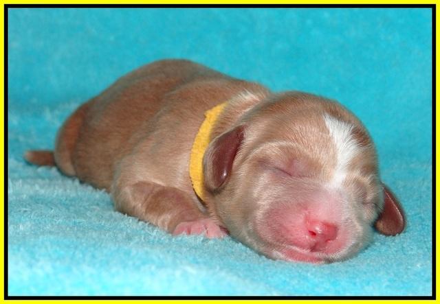 Ellie Flicker pups newborn 181