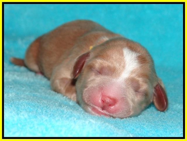 Ellie Flicker pups newborn 191