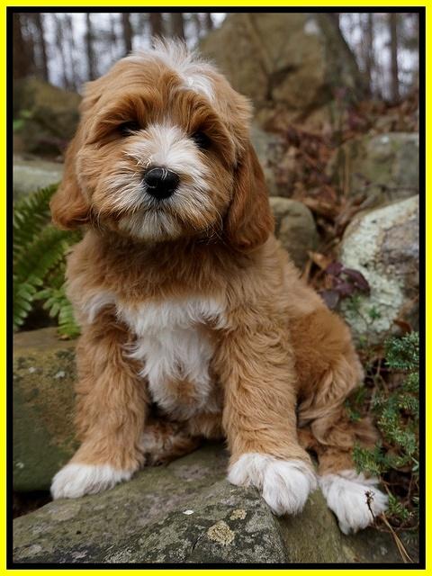 Ellie and Flicker pups 8 wks old 1 92