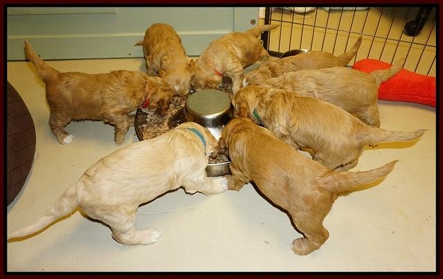 Ellie Flicker pups 4 wks old 2192