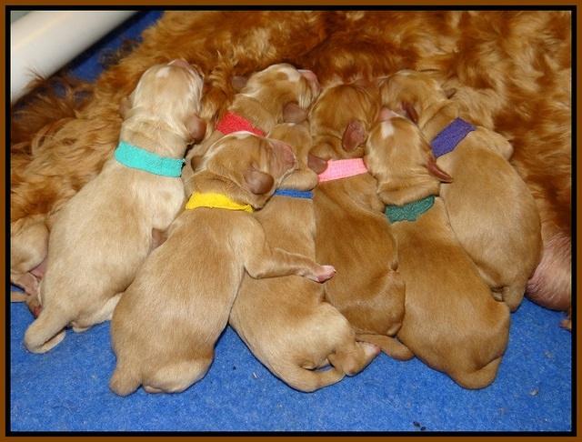 Ellie Flicker pups newborn 211