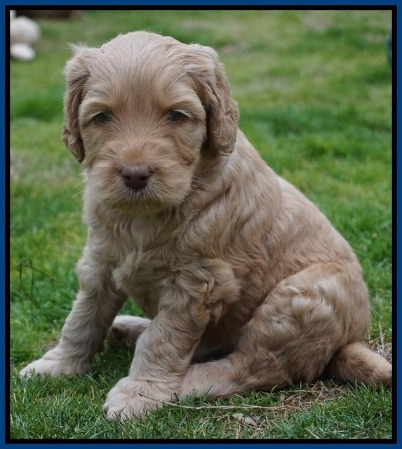 BB Gus pups 5 wks old 21