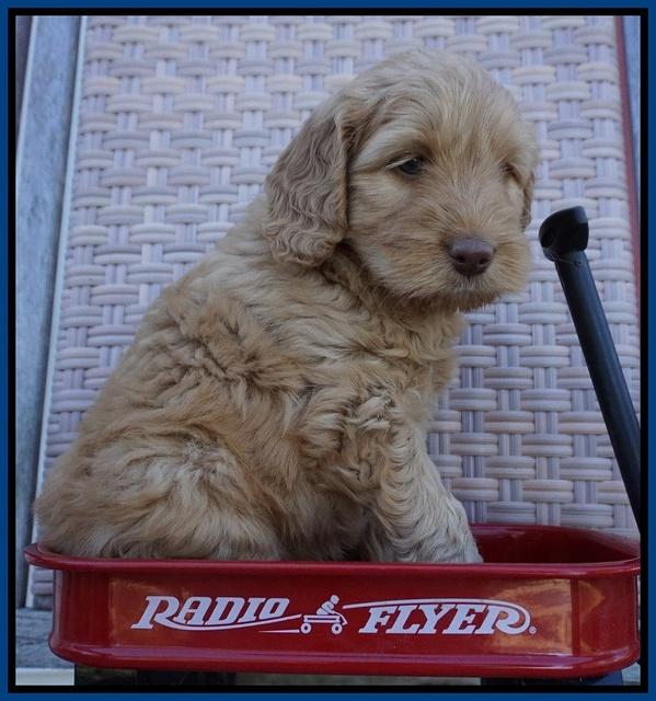 BB Gus pups 6 wks old 21