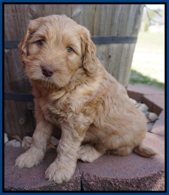 BB Gus pups 6 wks old 41