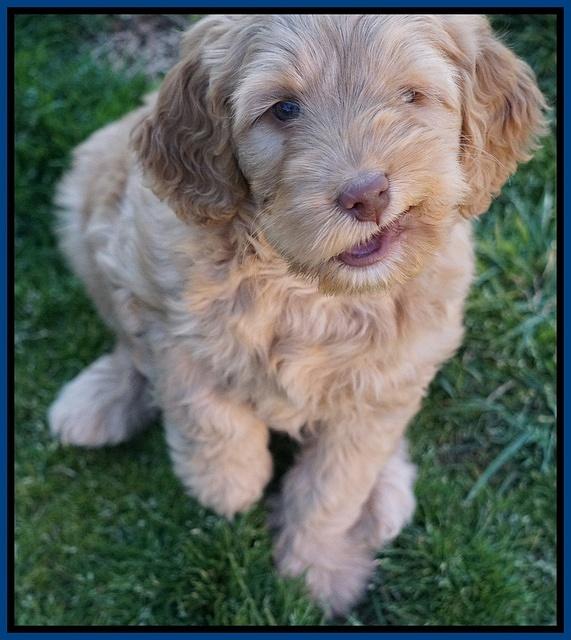 BB Gus pups 7 wks old 11