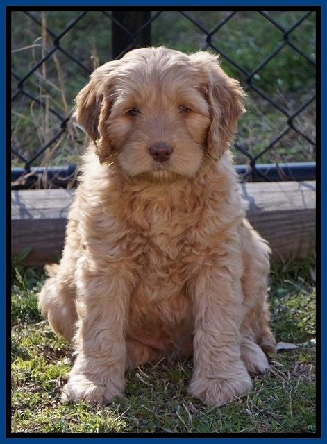 BB Gus pups 7 wks old 51