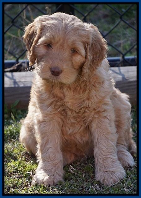 BB Gus pups 7 wks old 61