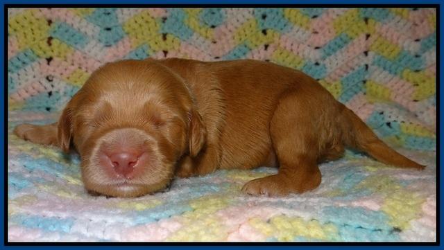 BB and Gus pups 1 wk old 21